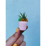 Mini Clay Pot Succulent